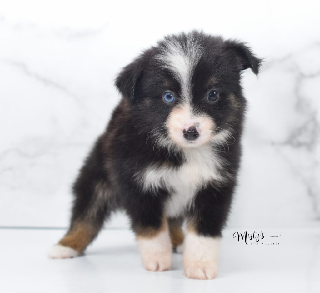 Mini / Toy Australian Shepherd Puppy Canoe Mini / Toy Australian Shepherd Puppy Canoe