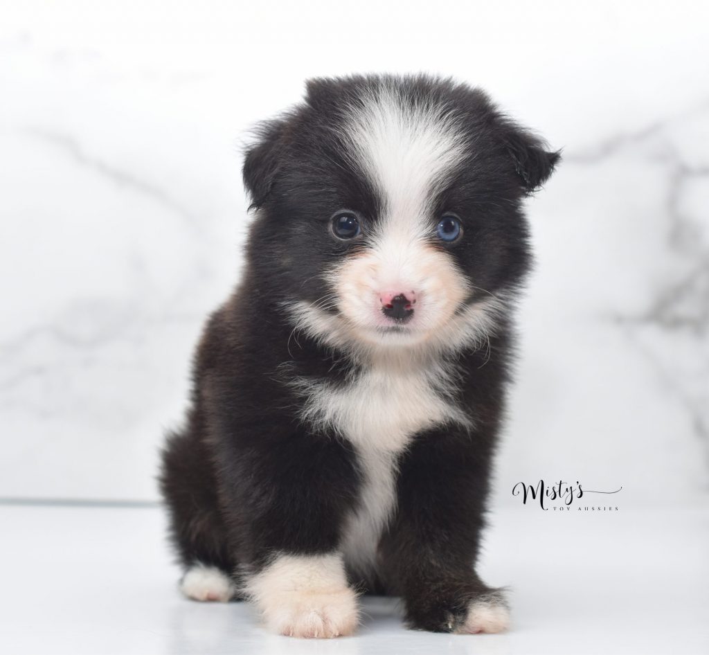 Mini / Toy Australian Shepherd Puppy Guava