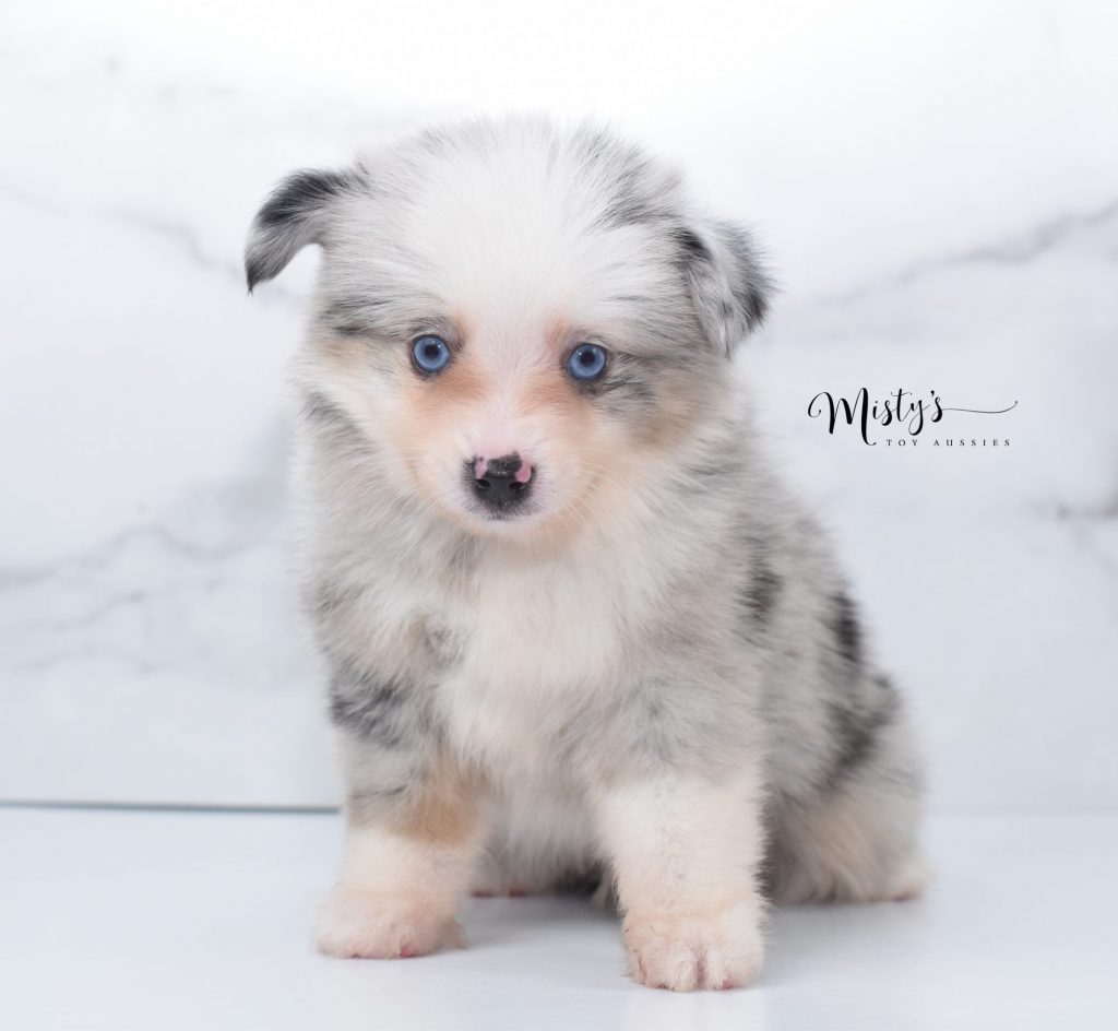 Mini / Toy Australian Shepherd Puppy Hammy Mini / Toy Australian Shepherd Puppy Hammy