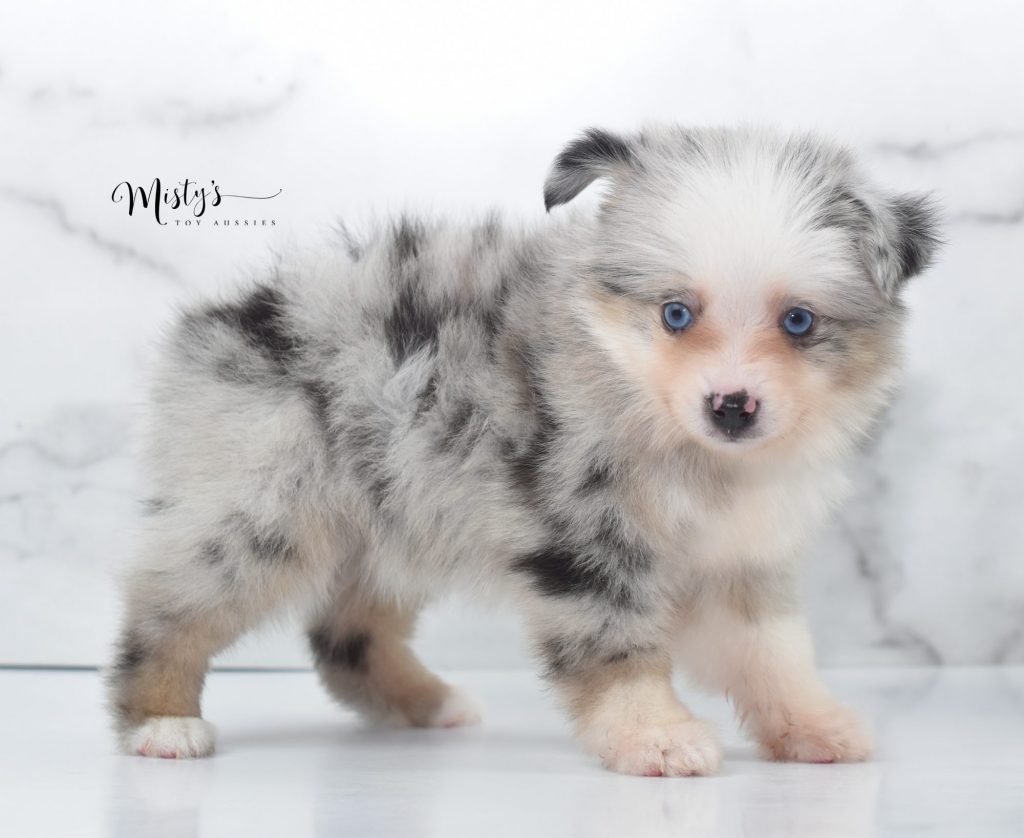Mini / Toy Australian Shepherd Puppy Hammy