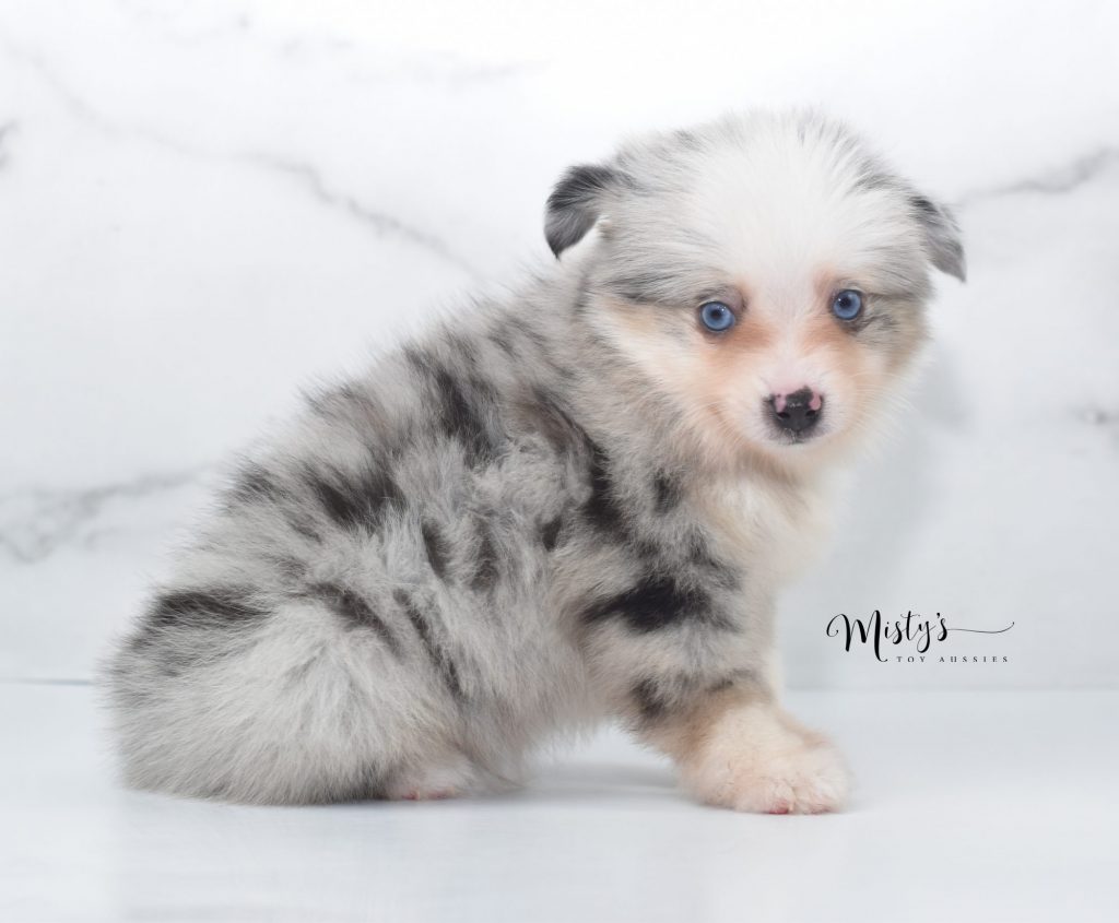 Mini / Toy Australian Shepherd Puppy Hammy