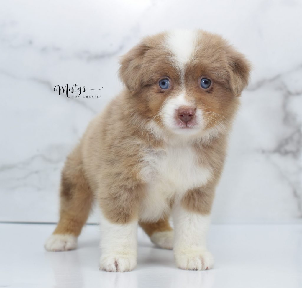 Mini / Toy Australian Shepherd Puppy Peaches