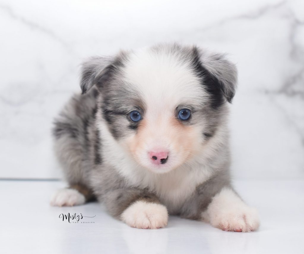 Mini / Toy Australian Shepherd Puppy Possum