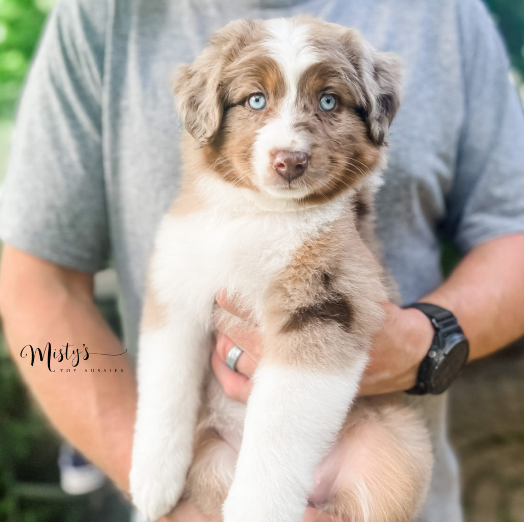 Mini Australian Shepherd Puppy Hunny Bear