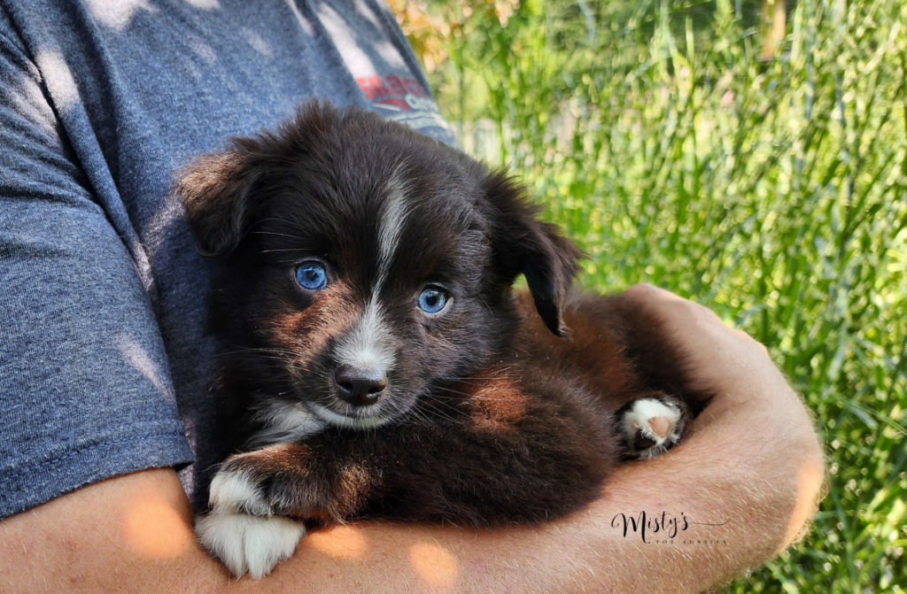 Mini / Toy Australian Shepherd Puppy Fudgie