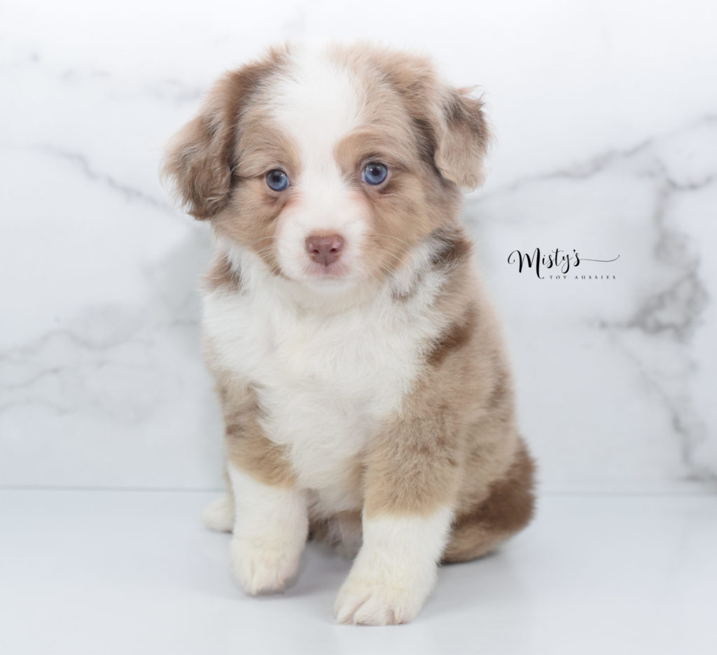 Mini / Toy Australian Shepherd Puppy Nikita