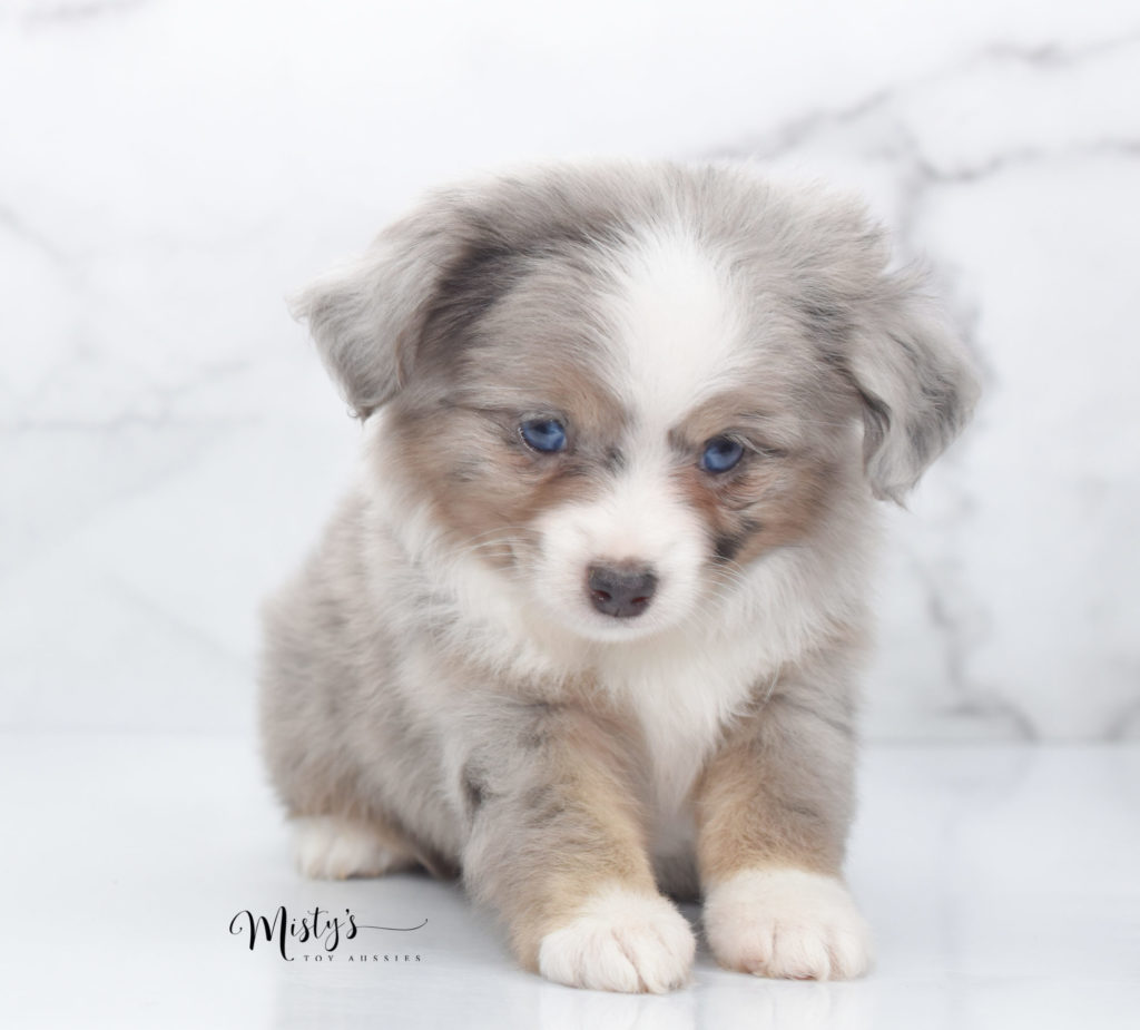 Mini / Toy Australian Shepherd Puppy Paisley Mini / Toy Australian Shepherd Puppy Paisley