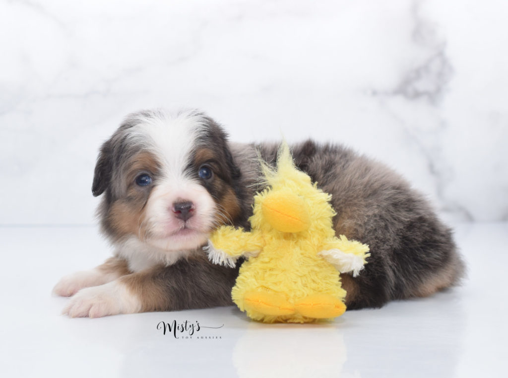 Mini / Toy Australian Shepherd Puppy Luciano