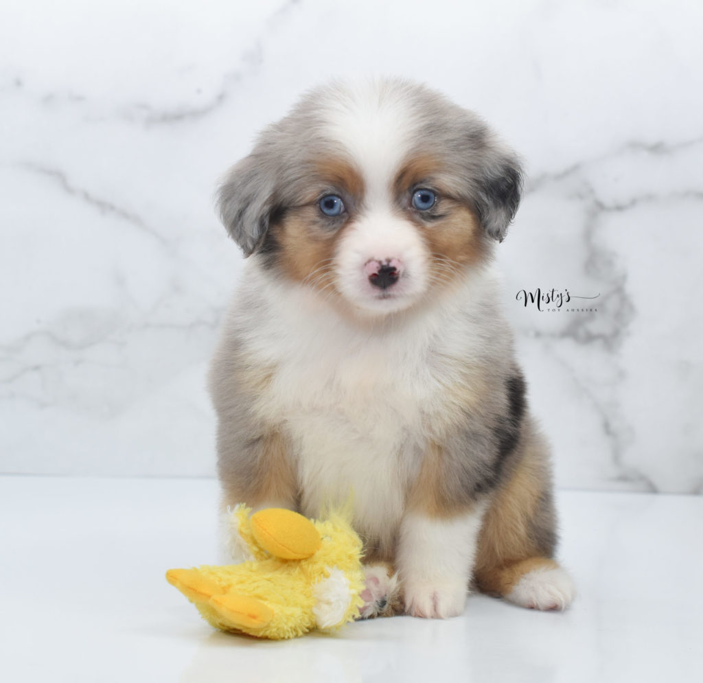 Mini / Toy Australian Shepherd Puppy Arrow 7 Weeks