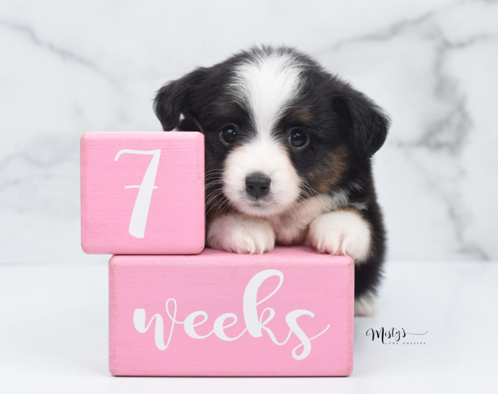 Mini / Toy Australian Shepherd Puppy Blossom 7 Weeks Mini / Toy Australian Shepherd Puppy Blossom 7 Weeks