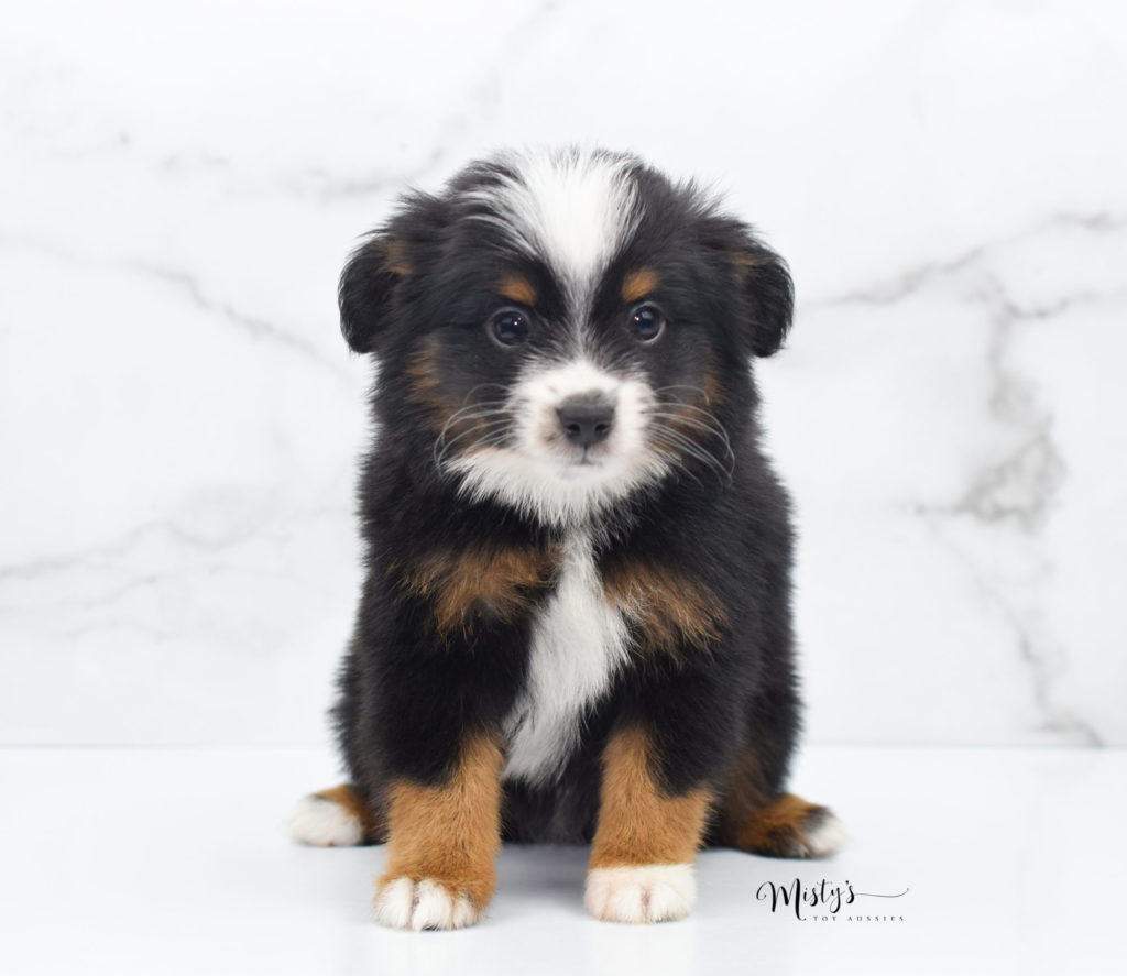 Mini / Toy Australian Shepherd Puppy Grizzly 7 Weeks