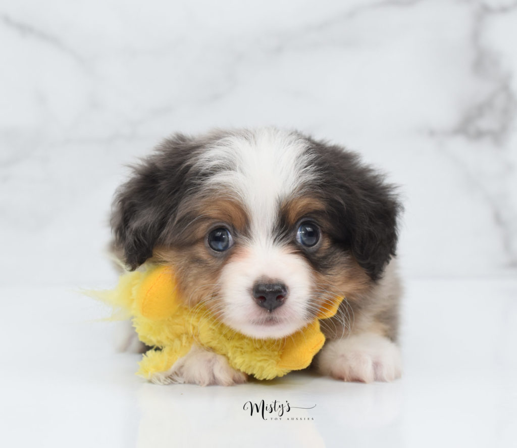 Mini / Toy Australian Shepherd Puppy Luciano