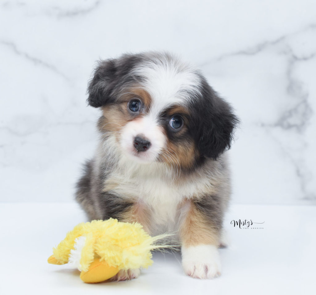 Mini / Toy Australian Shepherd Puppy Luciano 7 Weeks Mini / Toy Australian Shepherd Puppy Luciano 7 Weeks