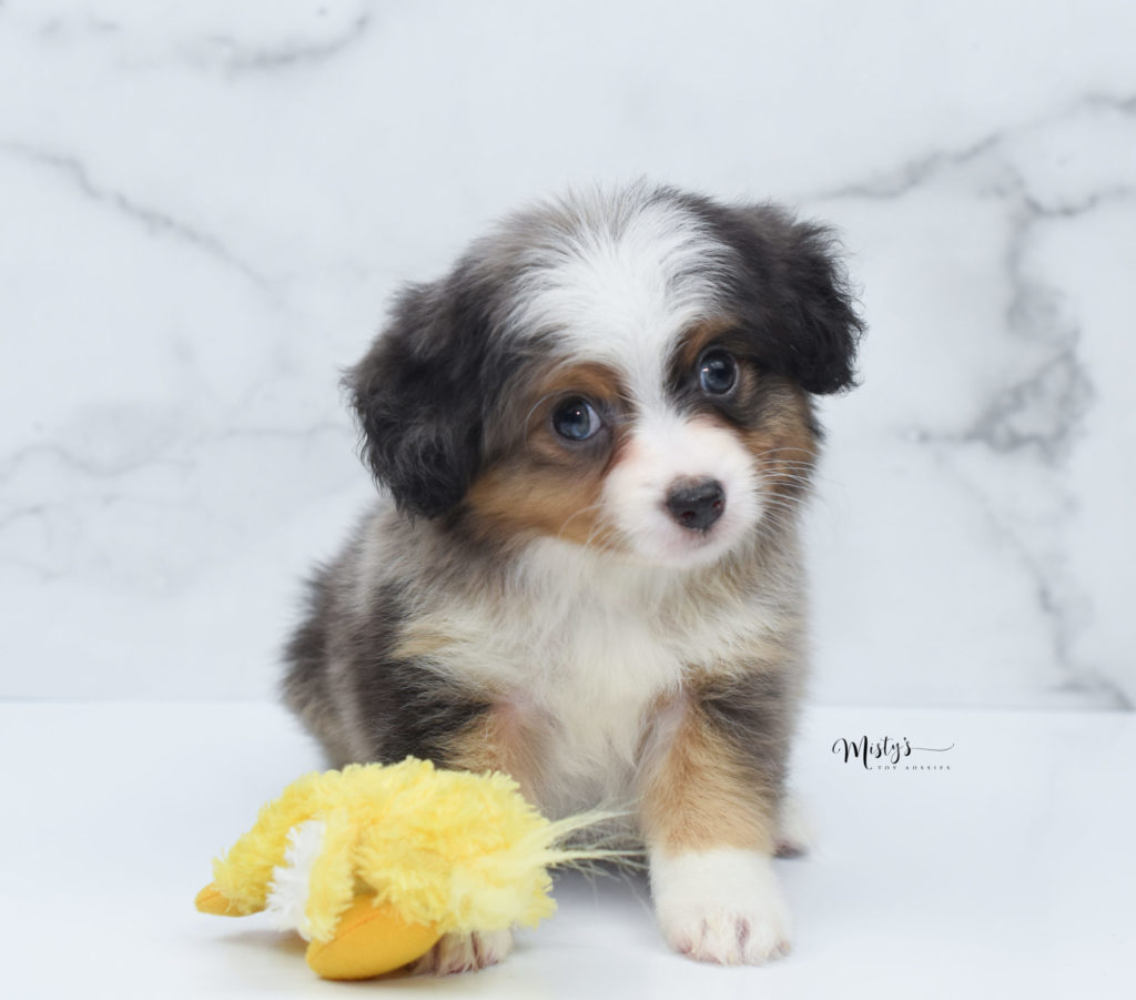 Mini / Toy Australian Shepherd Puppy Luciano 7 Weeks