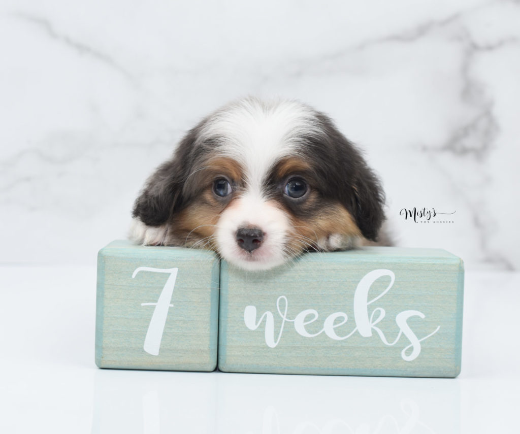 Mini / Toy Australian Shepherd Puppy Luciano 7 Weeks