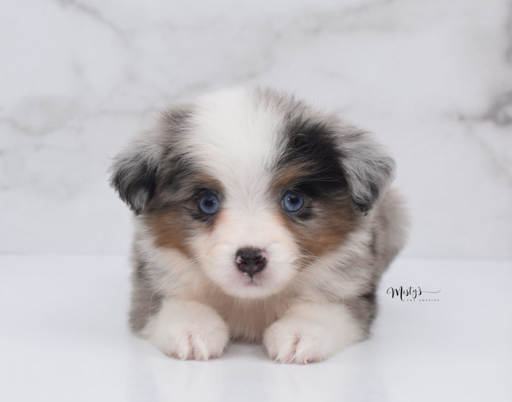 Mini / Toy Australian Shepherd Puppy Pluto 7 Weeks