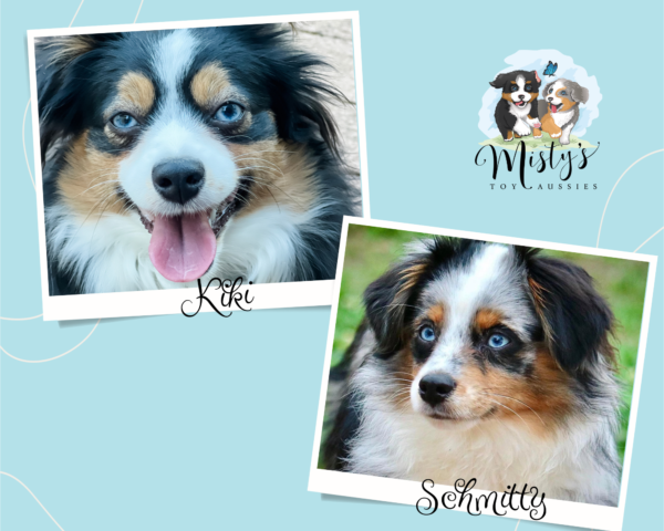 Mini / Toy Australian Shepherd Parents Kiki Schmitty Mini / Toy Australian Shepherd Parents Kiki Schmitty