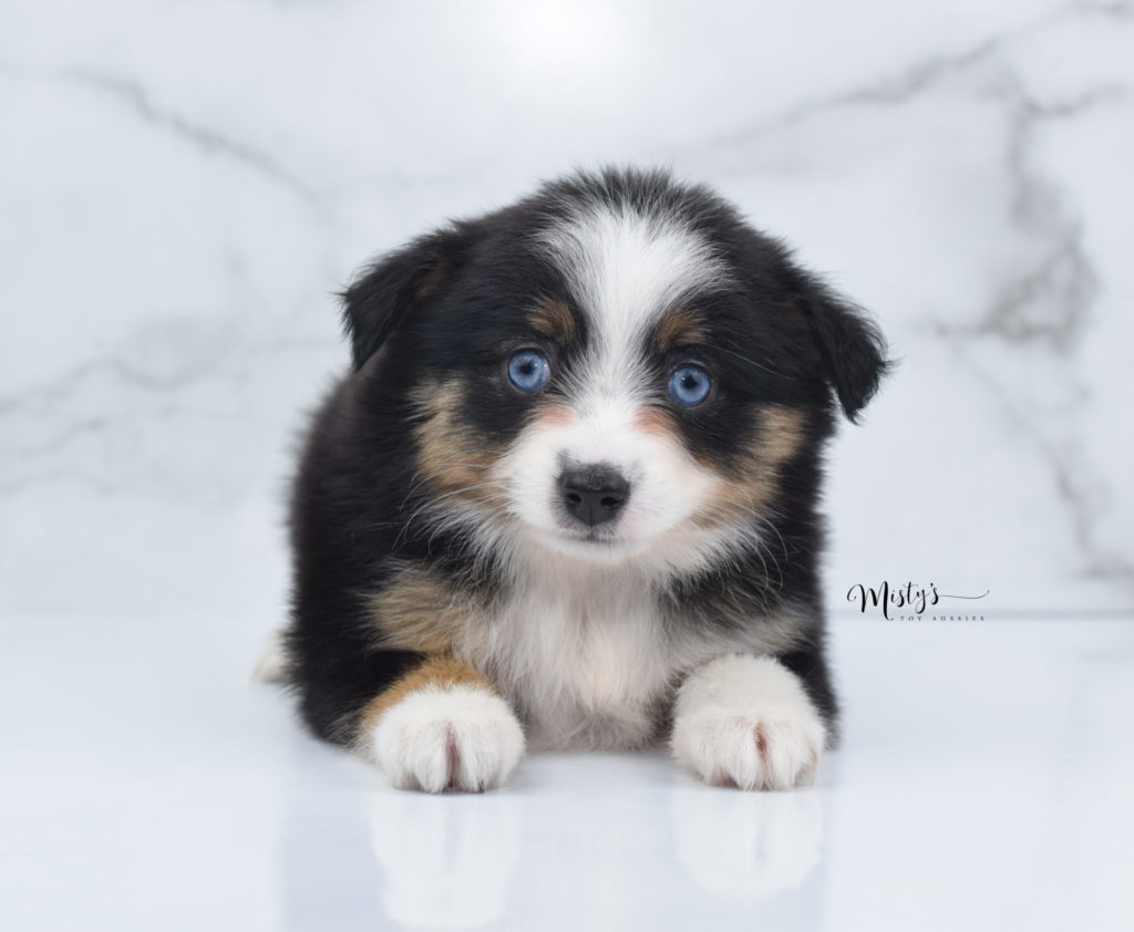 Mini / Toy Australian Shepherd Puppy Birdie