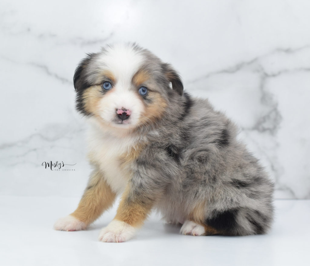 Mini / Toy Australian Shepherd Puppy Dippity