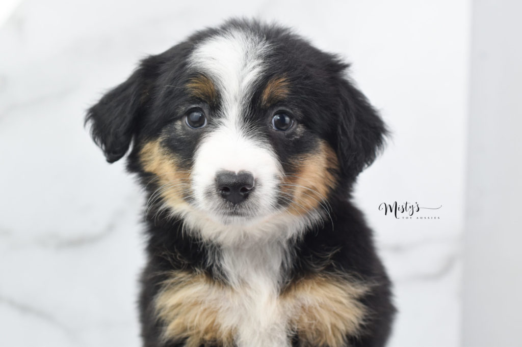 Mini / Toy Australian Shepherd Puppy Gammi