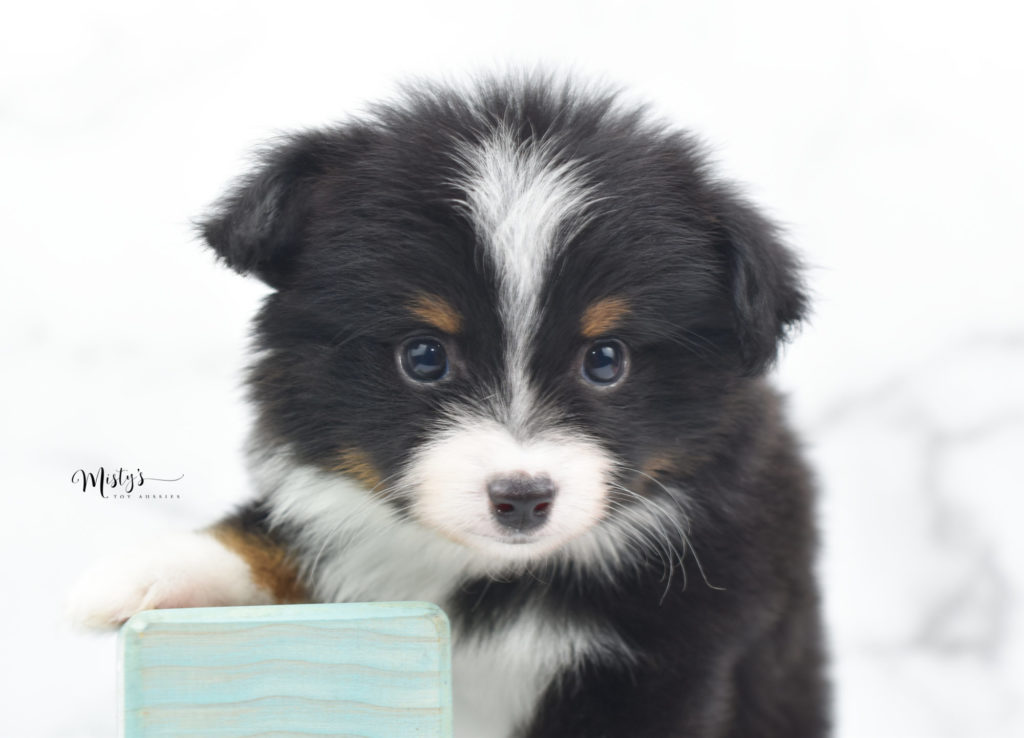 Mini / Toy Australian Shepherd Puppy Henchi