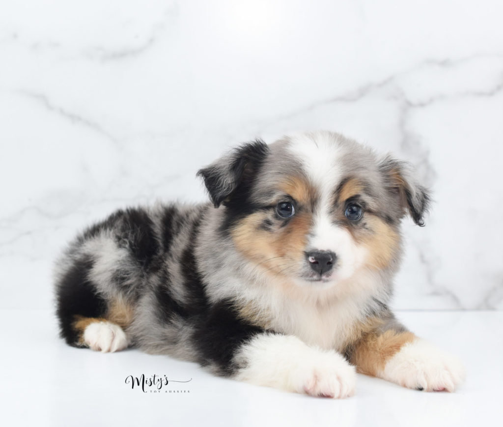 Mini / Toy Australian Shepherd Puppy Marbles