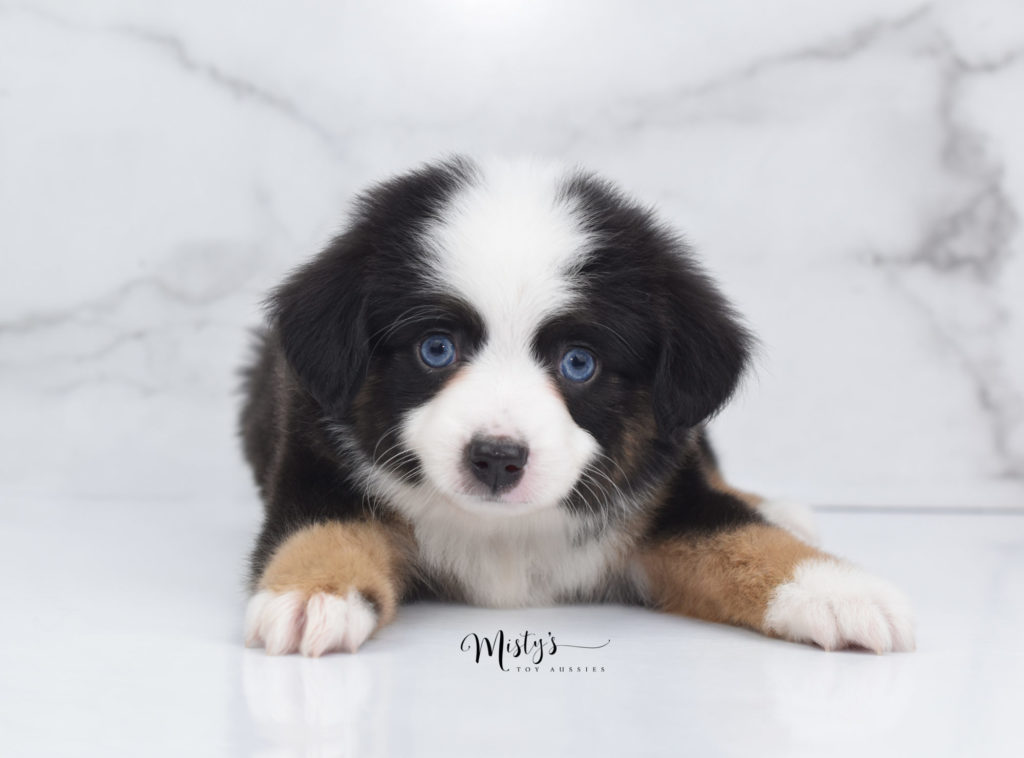 Mini / Toy Australian Shepherd Puppy Noir