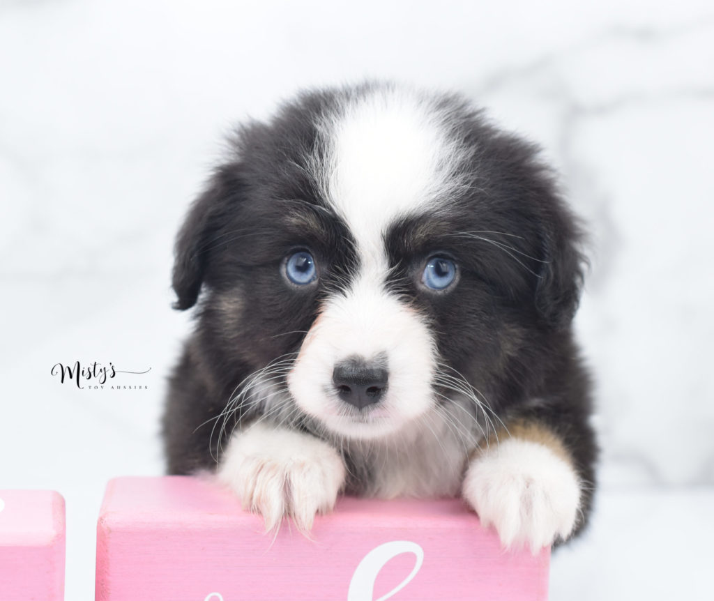 Mini / Toy Australian Shepherd Puppy Nori