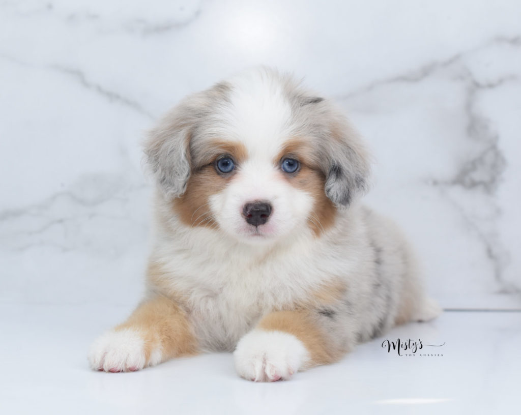 Mini / Toy Australian Shepherd Puppy Ramoo
