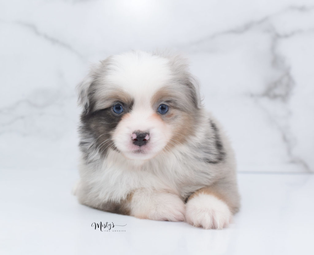 Mini / Toy Australian Shepherd Puppy Sarge