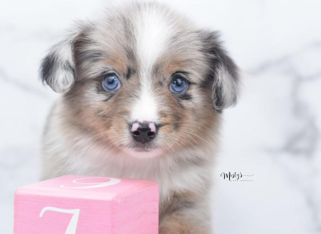 Mini / Toy Australian Shepherd Puppy Swirly Girly