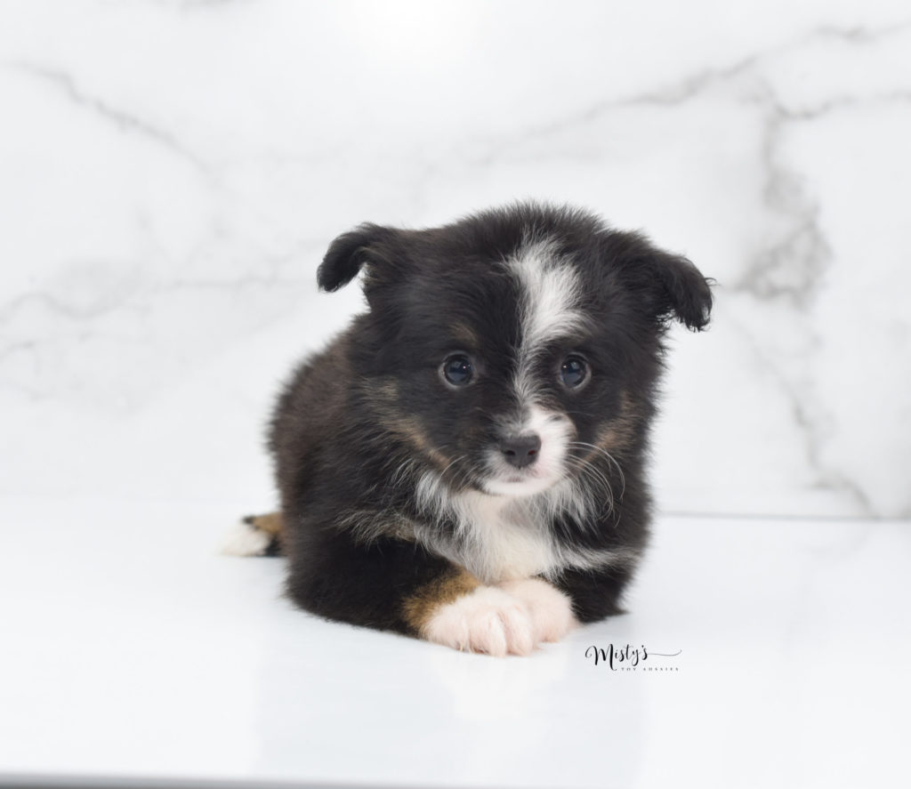 Mini / Toy Australian Shepherd Puppy Kissme
