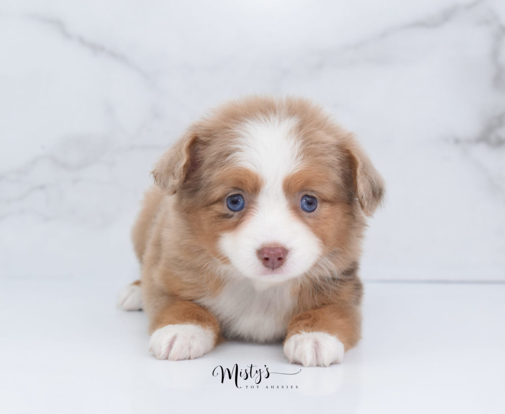 Mini / Toy Australian Shepherd Puppy Tangerine