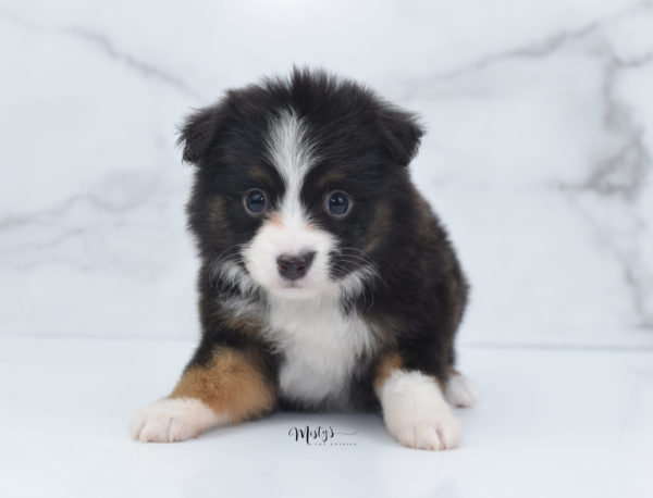 Mini / Toy Australian Shepherd Puppy Bandi