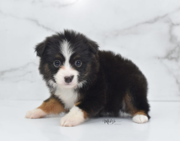 Mini / Toy Australian Shepherd Puppy Bandi