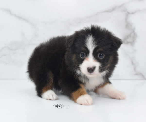 Mini / Toy Australian Shepherd Puppy Bandi