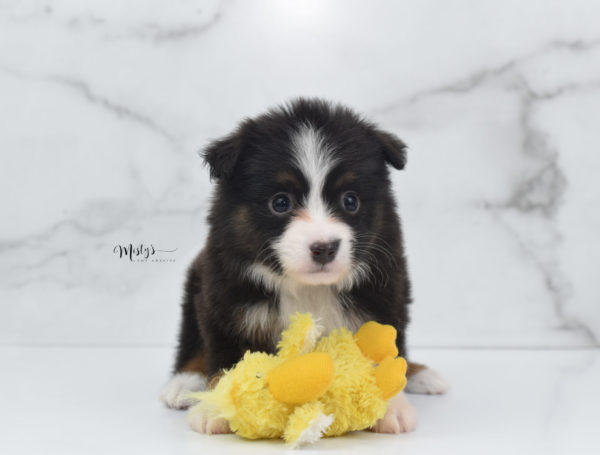 Mini / Toy Australian Shepherd Puppy Bandi