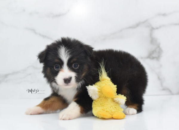 Mini / Toy Australian Shepherd Puppy Bandi