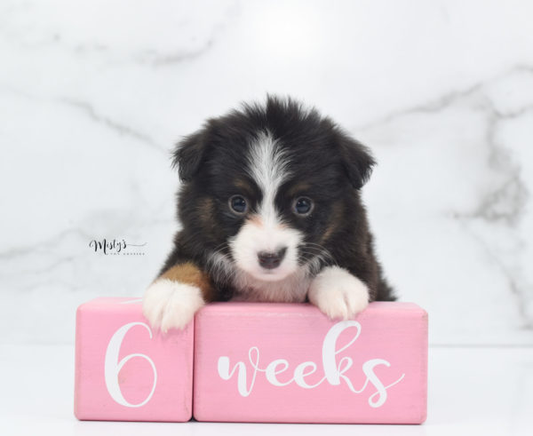 Mini / Toy Australian Shepherd Puppy Bandi