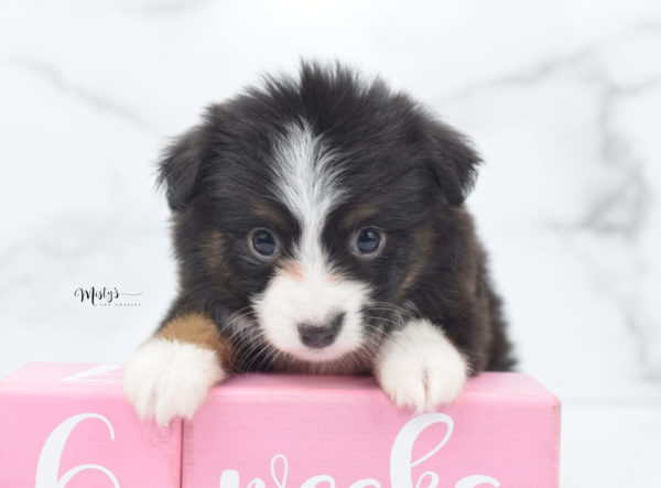 Mini / Toy Australian Shepherd Puppy Bandi