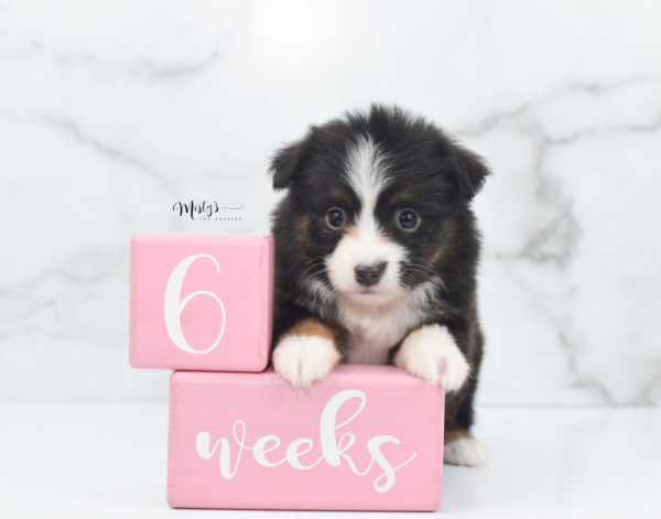 Mini / Toy Australian Shepherd Puppy Bandi