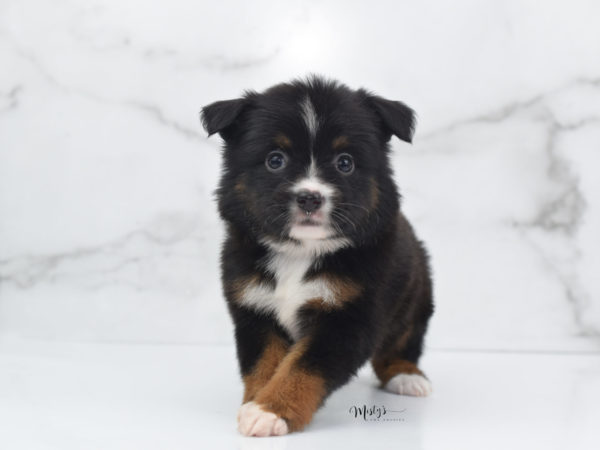 Mini / Toy Australian Shepherd Puppy Cherish