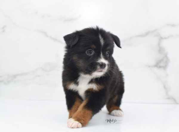 Mini / Toy Australian Shepherd Puppy Cherish