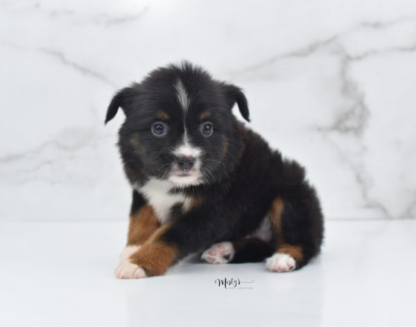 Mini / Toy Australian Shepherd Puppy Cherish