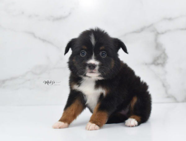 Mini / Toy Australian Shepherd Puppy Cherish