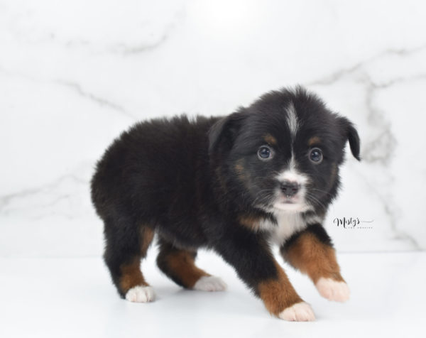 Mini / Toy Australian Shepherd Puppy Cherish