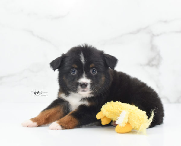 Mini / Toy Australian Shepherd Puppy Cherish