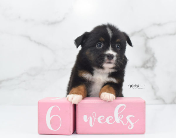 Mini / Toy Australian Shepherd Puppy Cherish