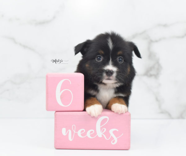 Mini / Toy Australian Shepherd Puppy Cherish