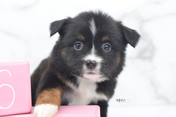 Mini / Toy Australian Shepherd Puppy Cherish